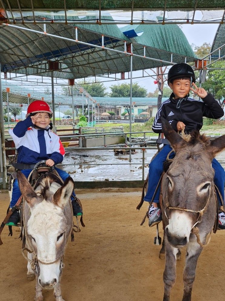 아이와 함께 강원도 홍천 가볼만한곳 :: 홍천 동키마을 승나체험 :)