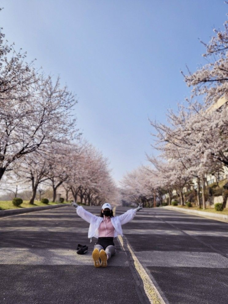 경희대 국제 캠퍼스 벚꽃 /3월운동 결산