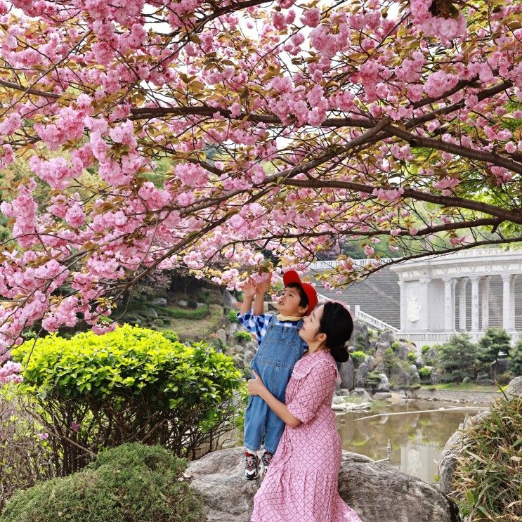 수원 용인 겹벚꽃 경희대 국제캠퍼스