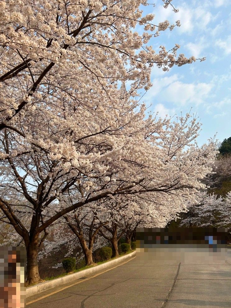 용인 수원 경희대 국제캠퍼스 벚꽃 인생샷 꿀팁