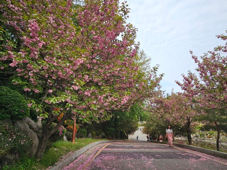 수원 겹벚꽃 명소,  경희대 국제캠퍼스 곁벚꽃