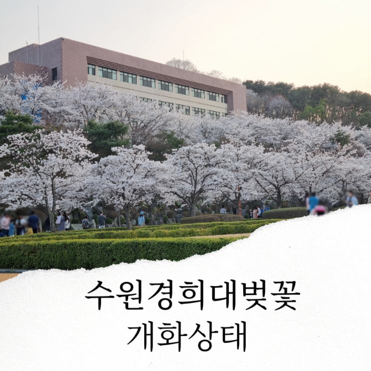 경희대 국제캠퍼스 벚꽃 만개 수원/용인 벚꽃명소(주차장...