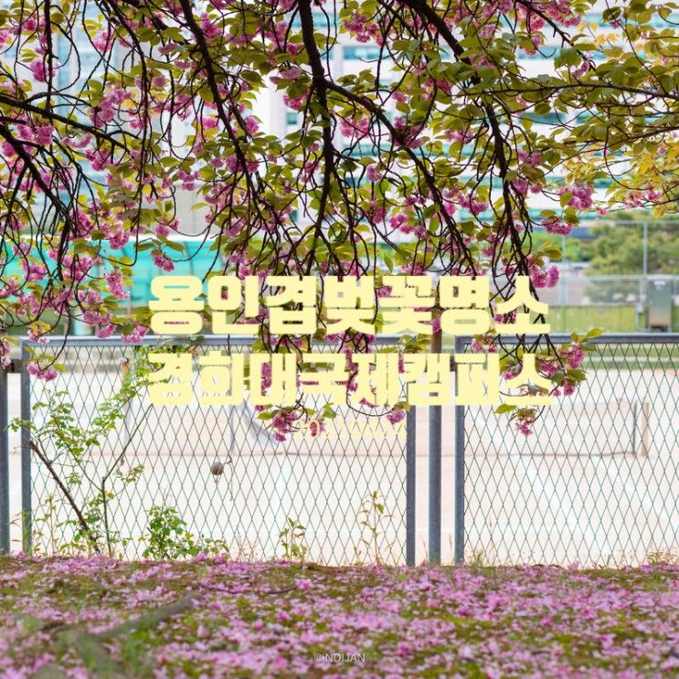 용인 겹벚꽃 명소 - 경희대 국제캠퍼스 겹벚꽃