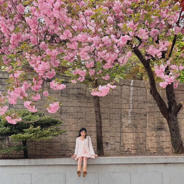 [용인/여행] 경희대 국제캠퍼스 겹벚꽃 실시간 개화상태...