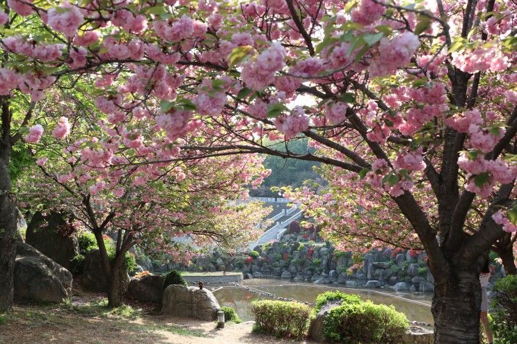 경기도 겹벚꽃 명소 용인 경희대 국제캠퍼스 노천극장 개화...