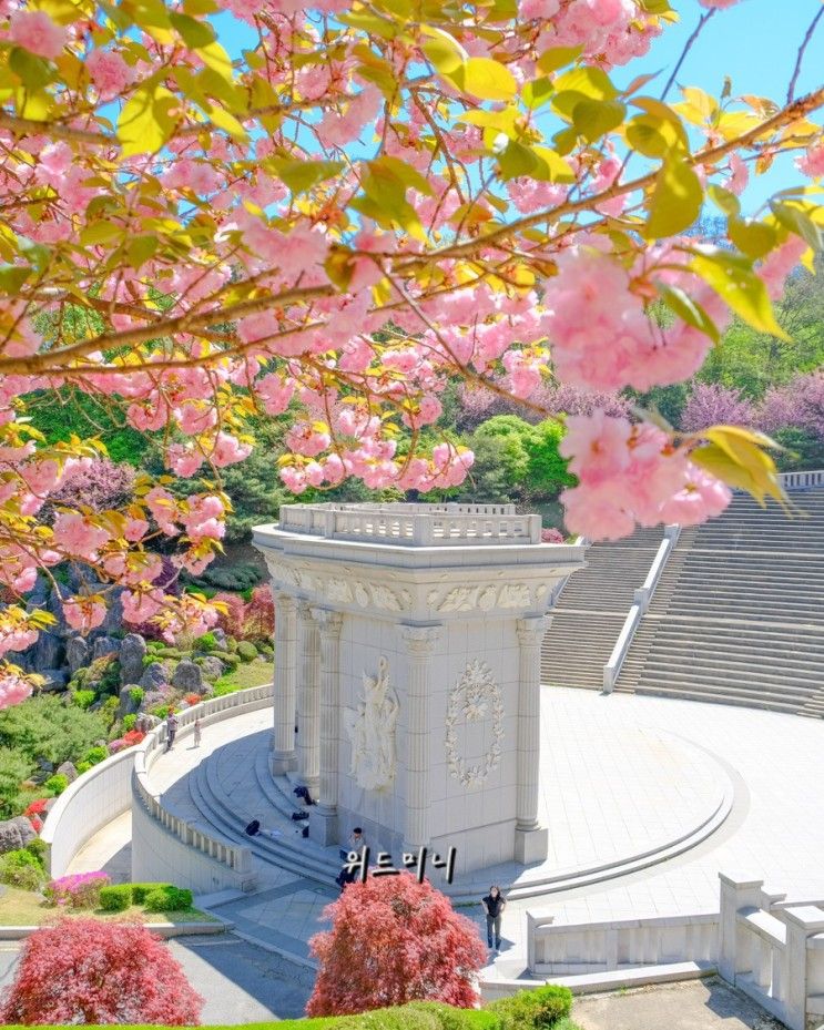 [용인/기흥 꽃 나들이 코스] 경희대학교 국제캠퍼스 노천극장...