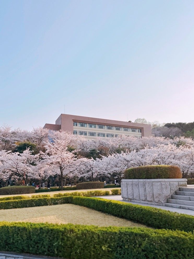 수원 경희대 벚꽃축제 강아지랑 산책 + 용인 국제캠퍼스 주차비