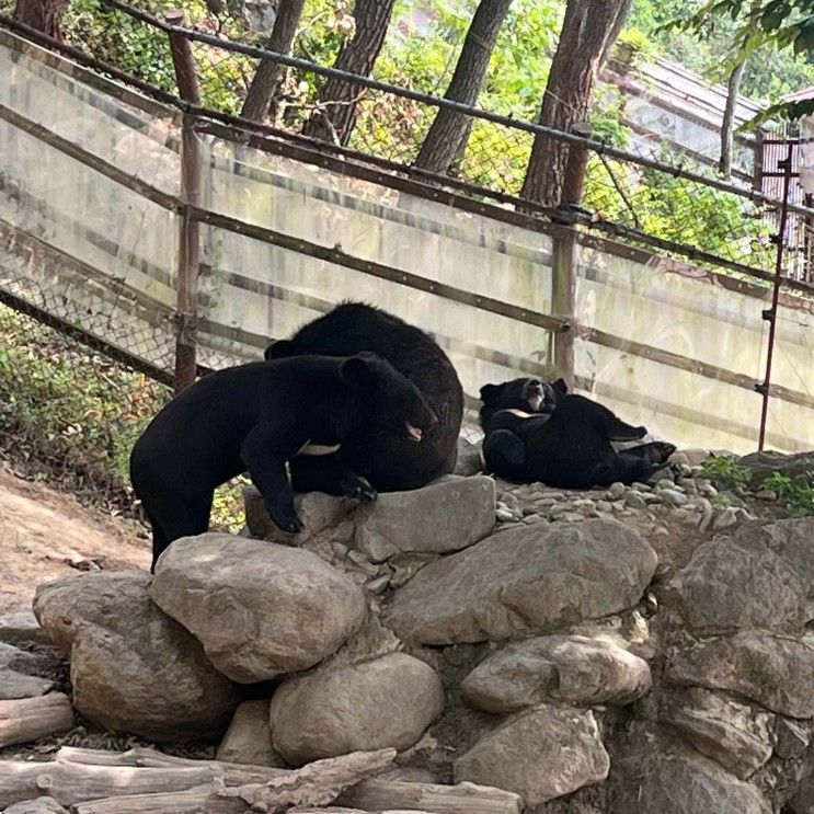 아이와 함께하는 구례 여행 지리산 반달가슴곰 생태학습장