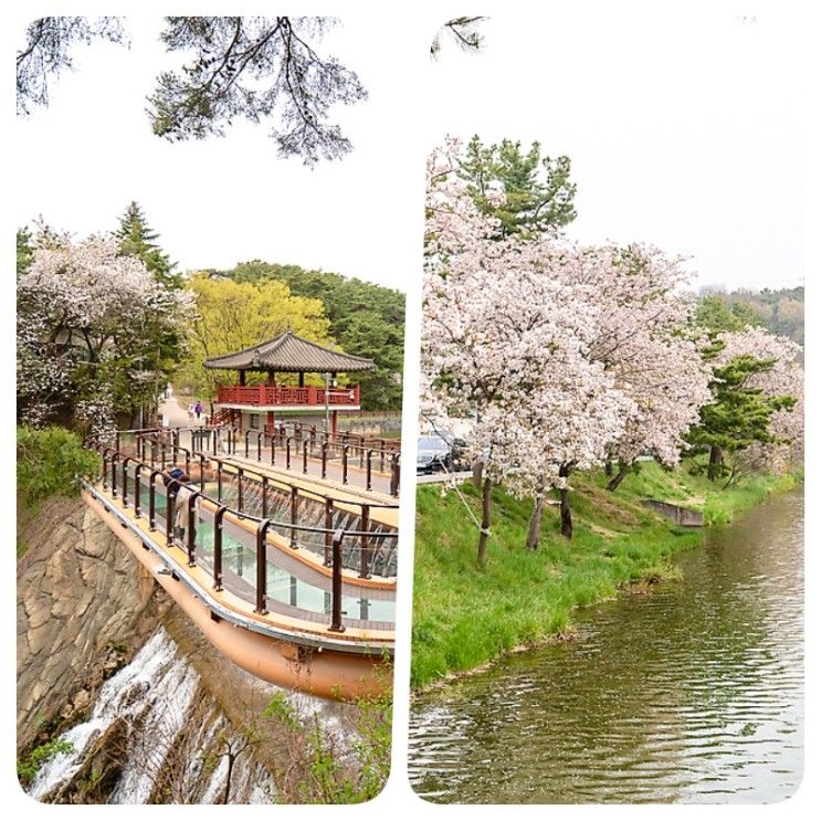 제천 의림지 벚꽃, 용추폭포부터 주차 풀코스