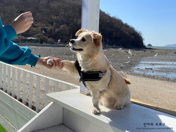 대부도 애견동반 카페 아셀 오션뷰와 포토존 맛집