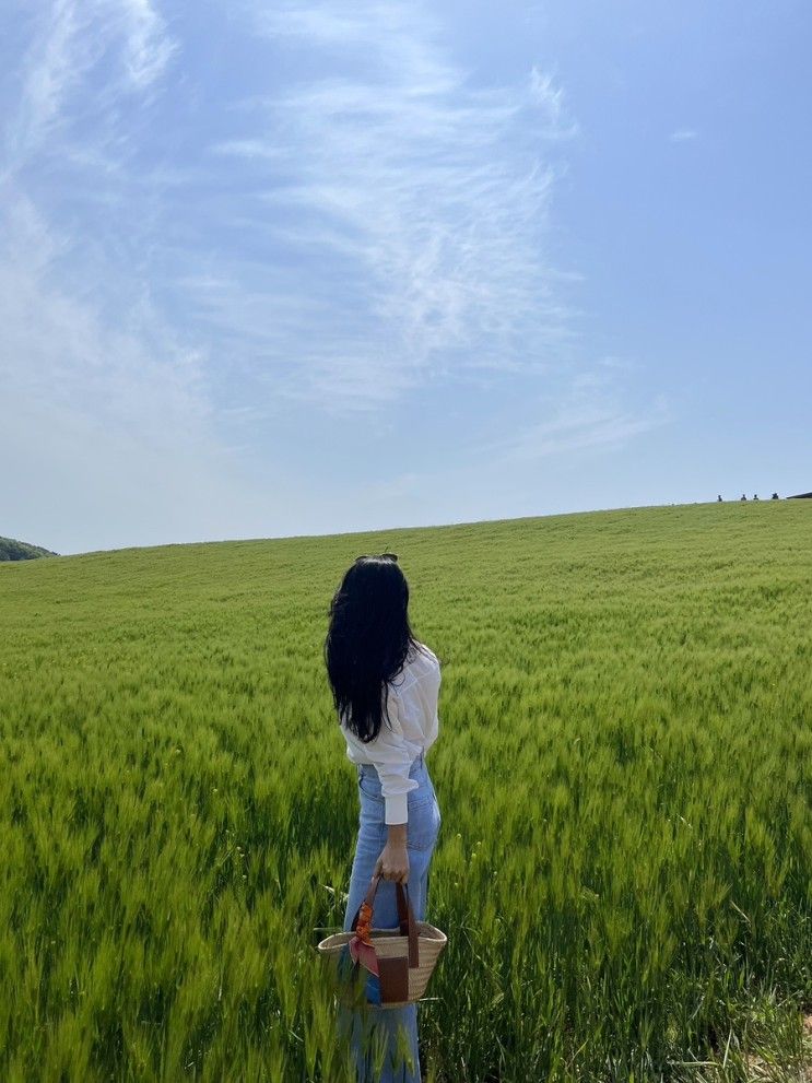 보령 청보리밭 보령카페 청보리창고 / 4월 마지막날 , 웅이를... 