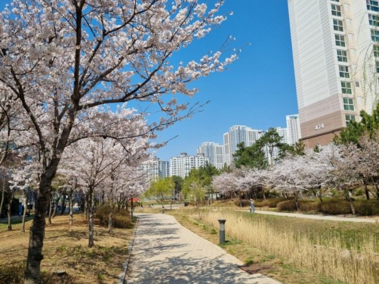 인천 벚꽃 명소_연희자연마당, 청라커낼웨이_늦게 피는 벚꽃...