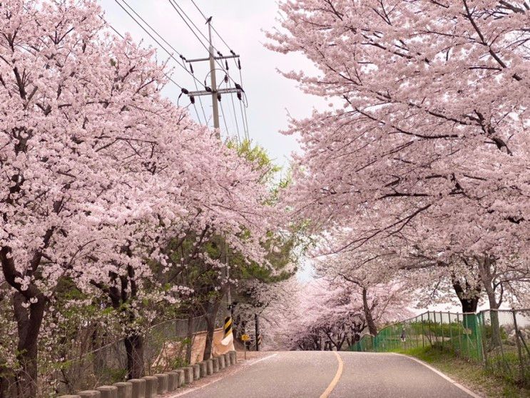 인천 벚꽃 질리도록 보고싶다면, 연희자연마당 (+주차팁)...