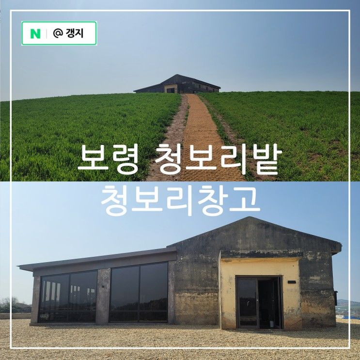 보령 가볼만한곳 천북 폐목장 청보리밭 카페 청보리창고 벚꽃만발