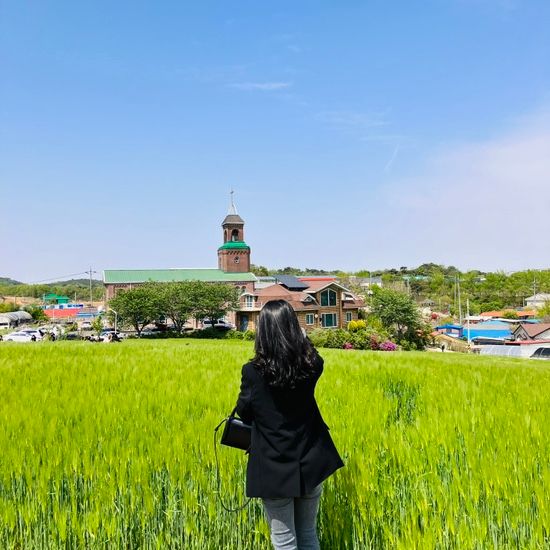 [충남 보령] 천북 폐목장 청보리밭 청보리 창고 카페/드라마... 