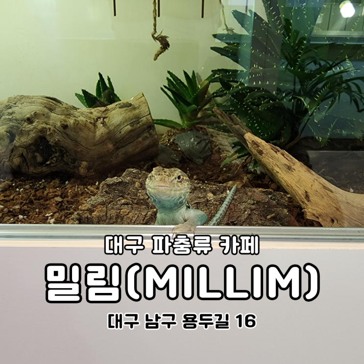 대구 파충류카페 어린이 체험도 가능한 봉덕동 밀림(MILLIM)