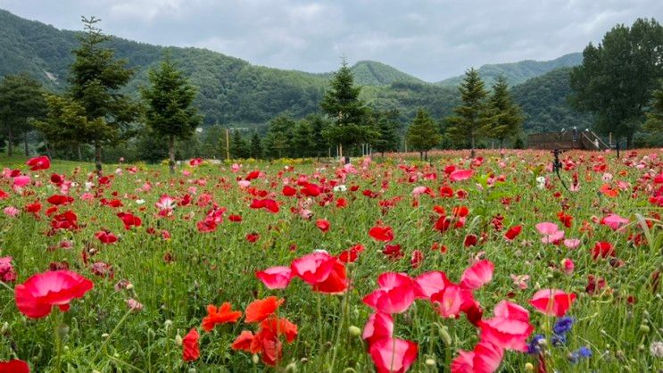 [가평/남이섬 여행]자라섬 남도꽃정원(남도꽃축제)