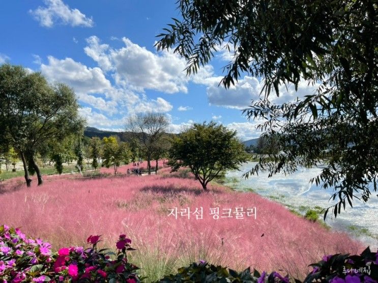 자라섬 남도꽃정원 핑크뮬리 보러 가자 주차팁 유모차필수