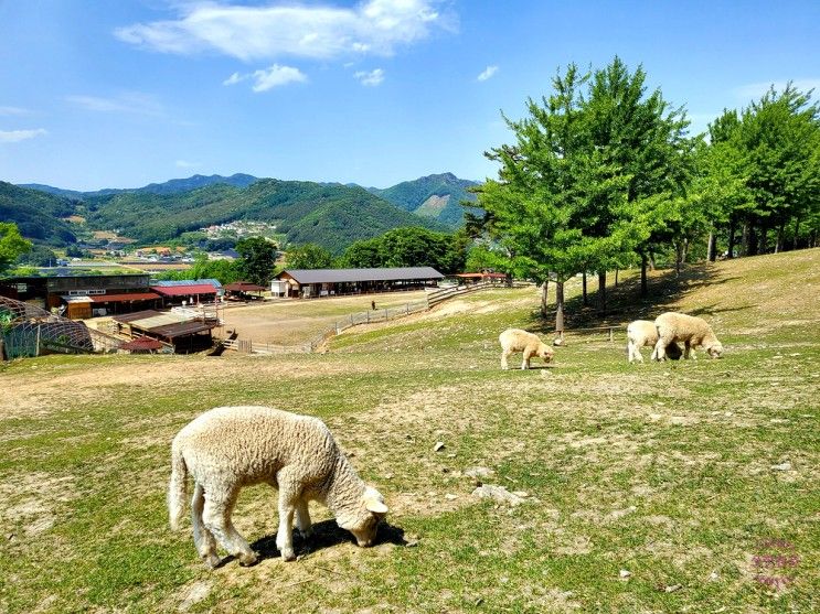 ['22 춘천] 가볼 만한 곳... 소양강스카이워크 / 낭만골목"