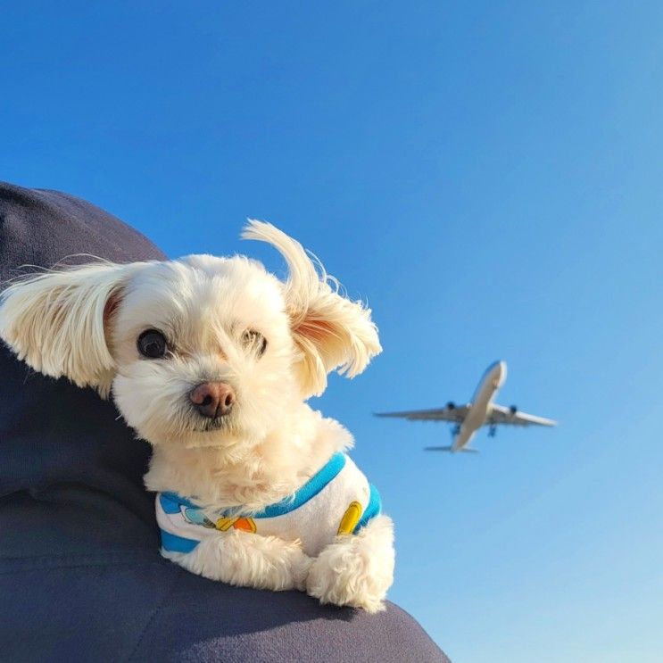 박바람 등장! 인천공항 하늘정원 임시주차장 폐쇄됨