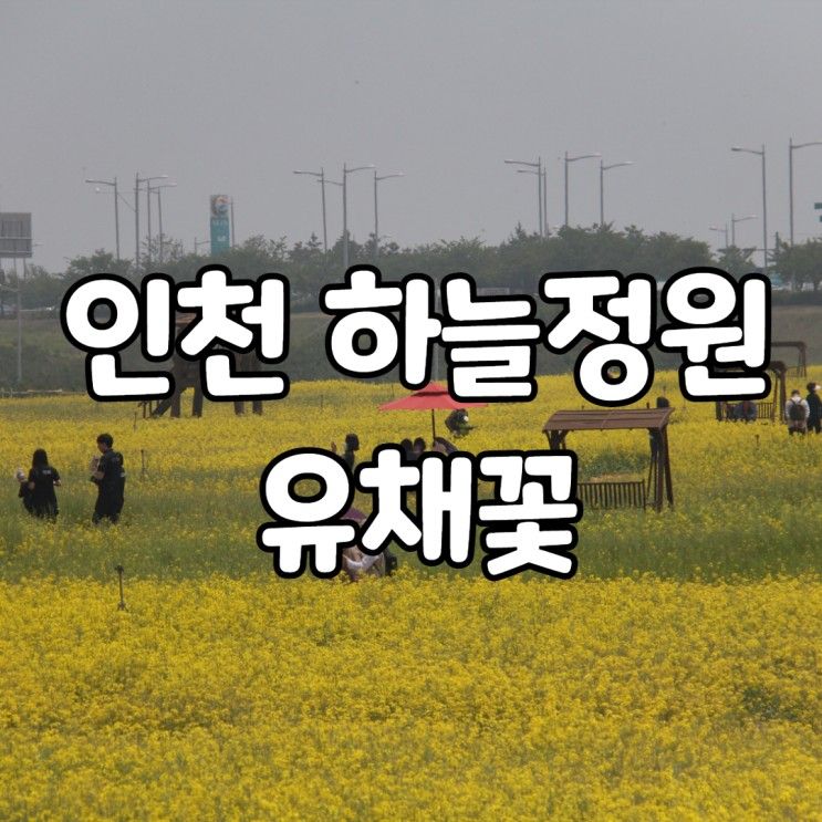 인천공항 하늘정원 노란 물결 유채꽃 보러 대중교통 가는 방법