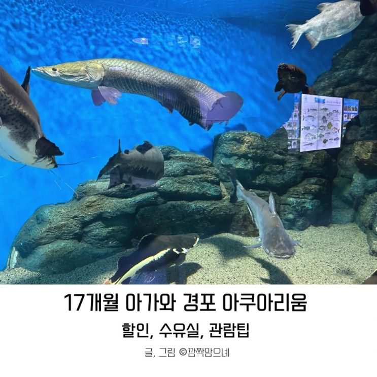 경포 아쿠아리움 할인부터 관람 팁 강릉 아기랑 가볼만한곳