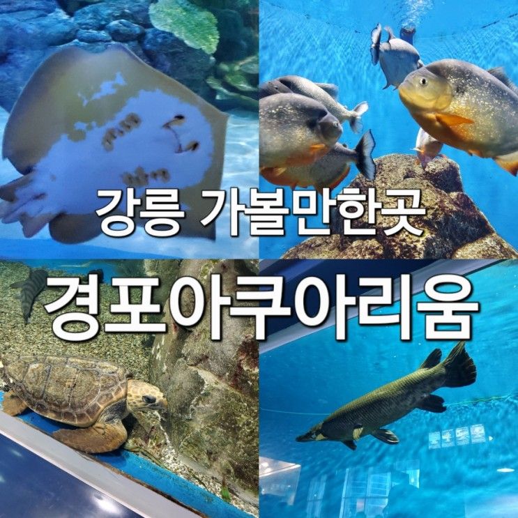 강릉여행 경포아쿠아리움 강릉가볼만한곳 강릉실내데이트