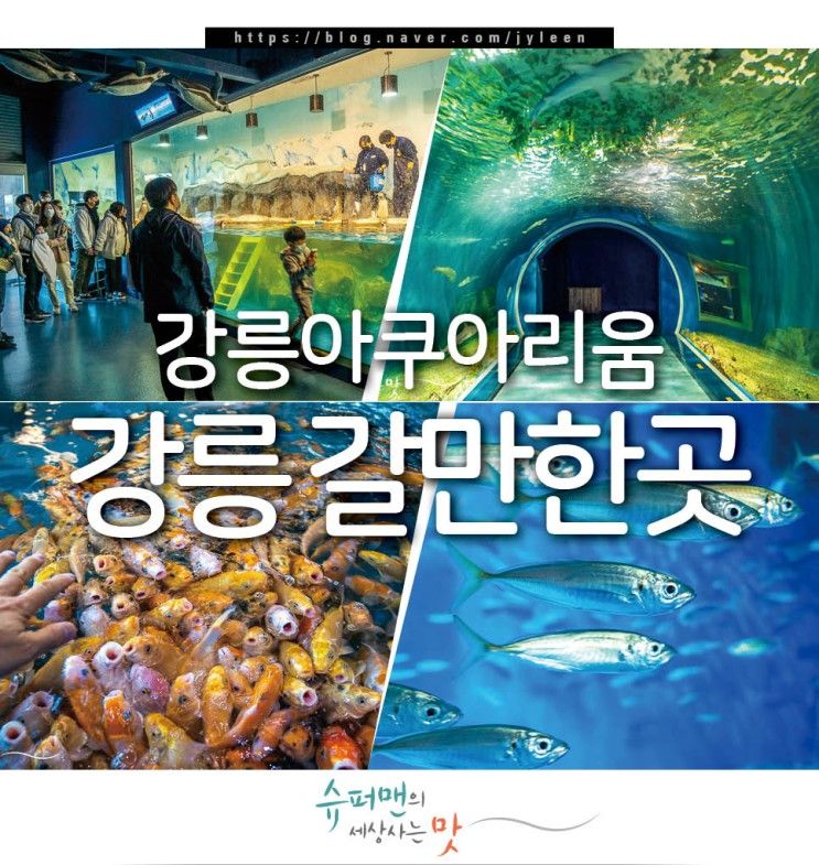 강릉 갈만한곳 관광지 강릉 경포 아쿠아리움 볼거리