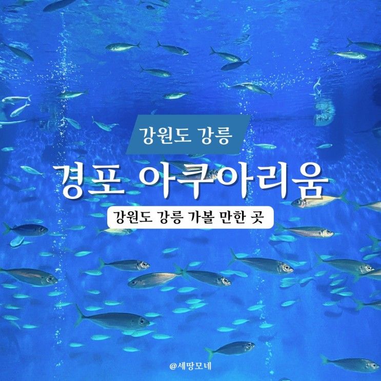 강원도 강릉 가볼 만한 곳 경포 아쿠아리움