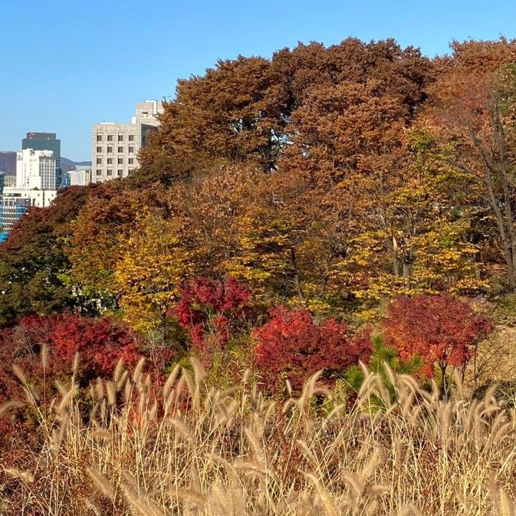 리뷰, 서울 남산 백범 광장 공원 (단풍 명소)