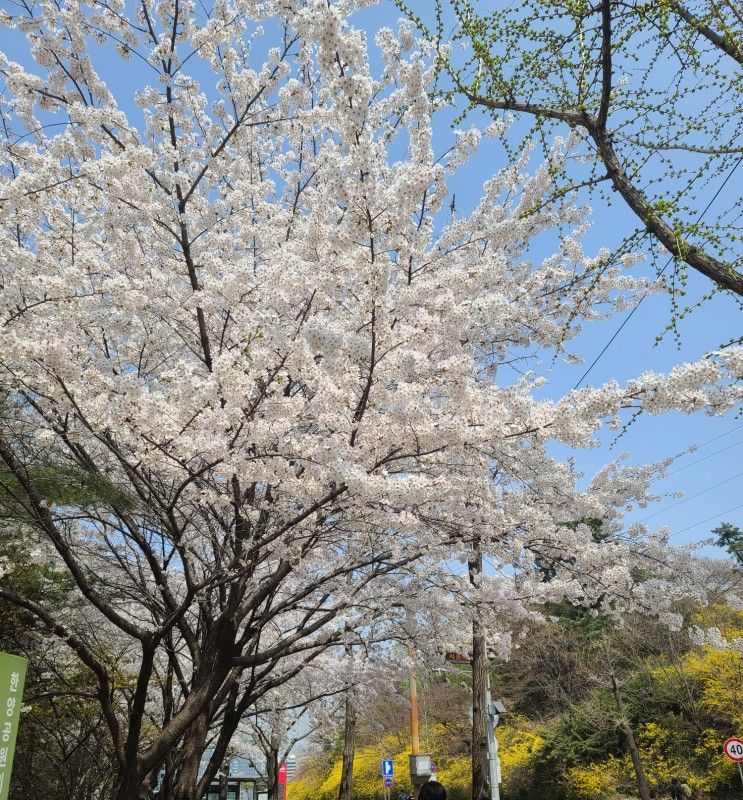 서울 남산 벚꽃구경(남산오르미부터 백범광장공원 성곽길 코스)...