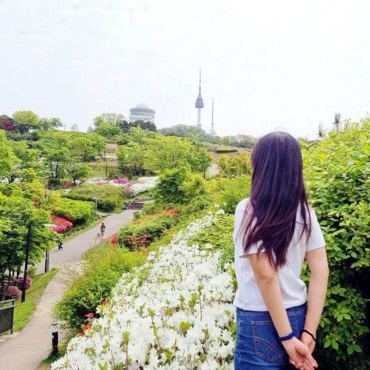 서울 남산공원 백범광장 가는 길, 철쭉 가득 데이트 추천