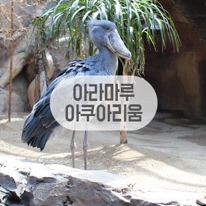 사천 아라마루 아쿠아리움 하마 하식이와 슈빌보러 다녀옴