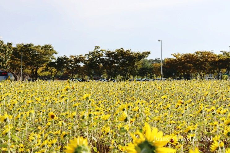 안산 대부도 가볼만한곳 해바라기, 코스모스 꽃밭...