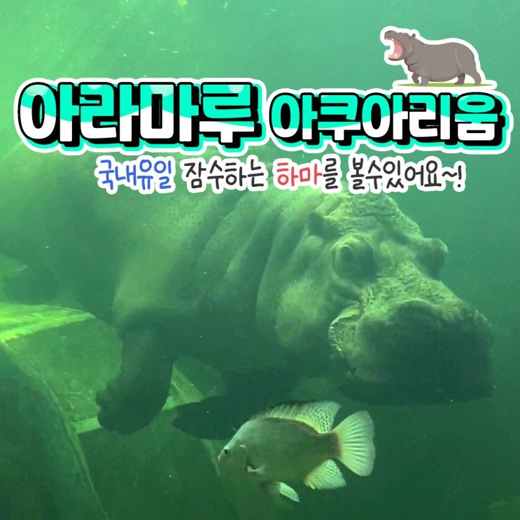 경남 사천 아쿠아리움 아라마루 하마가 수영해요 꼭 가볼만한곳