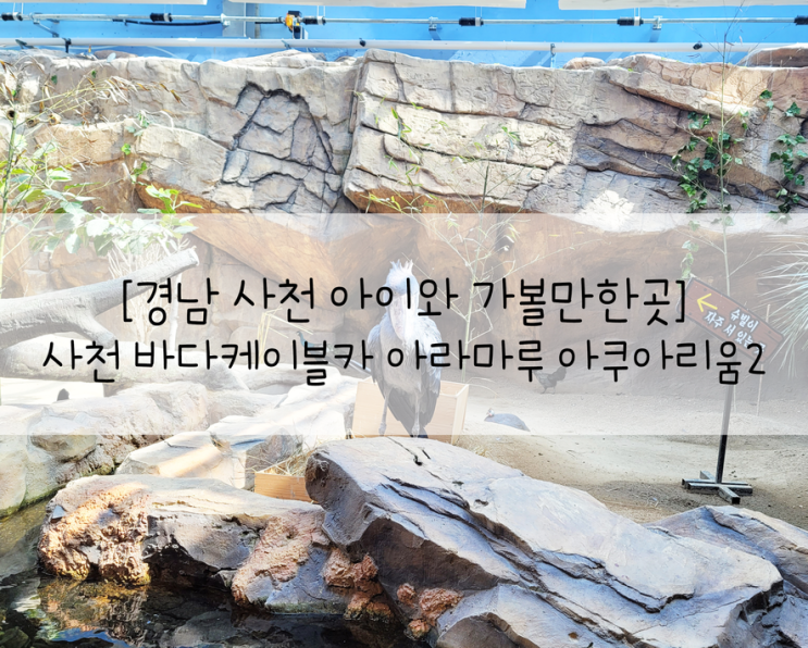 아이와 가볼만한곳] 사천 바다케이블카 아라마루 아쿠아리움2