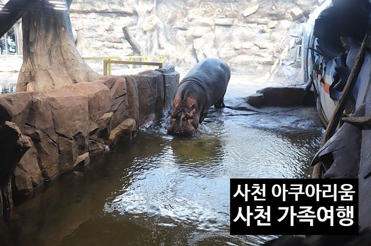 사천 여행 아라마루 아쿠아리움 관람과 할인 예매 방법 + 리뷰 1부