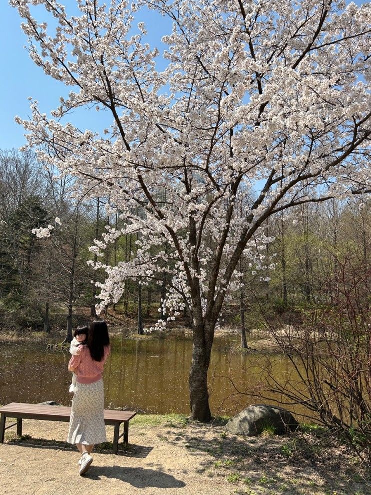 오산 물향기수목원 벚꽃 구경♥ 서울 경기도 근교 아기와... 