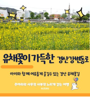 경산 남천강변 남천둔치 강변동로 유채꽃 산책길, 경산...