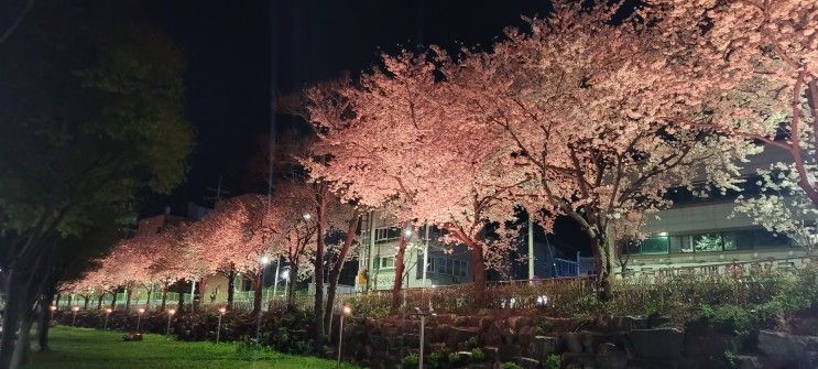 경산 남천둔치 벚꽃명소 강변산책로에서 만개한 벚꽃 구경하기