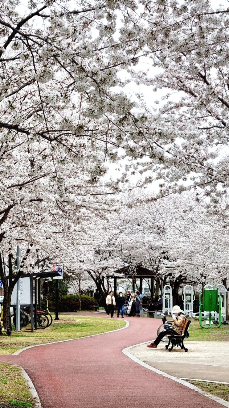 [사진한장19] 경산남천둔치 산책길의 벚꽃터널~feat...