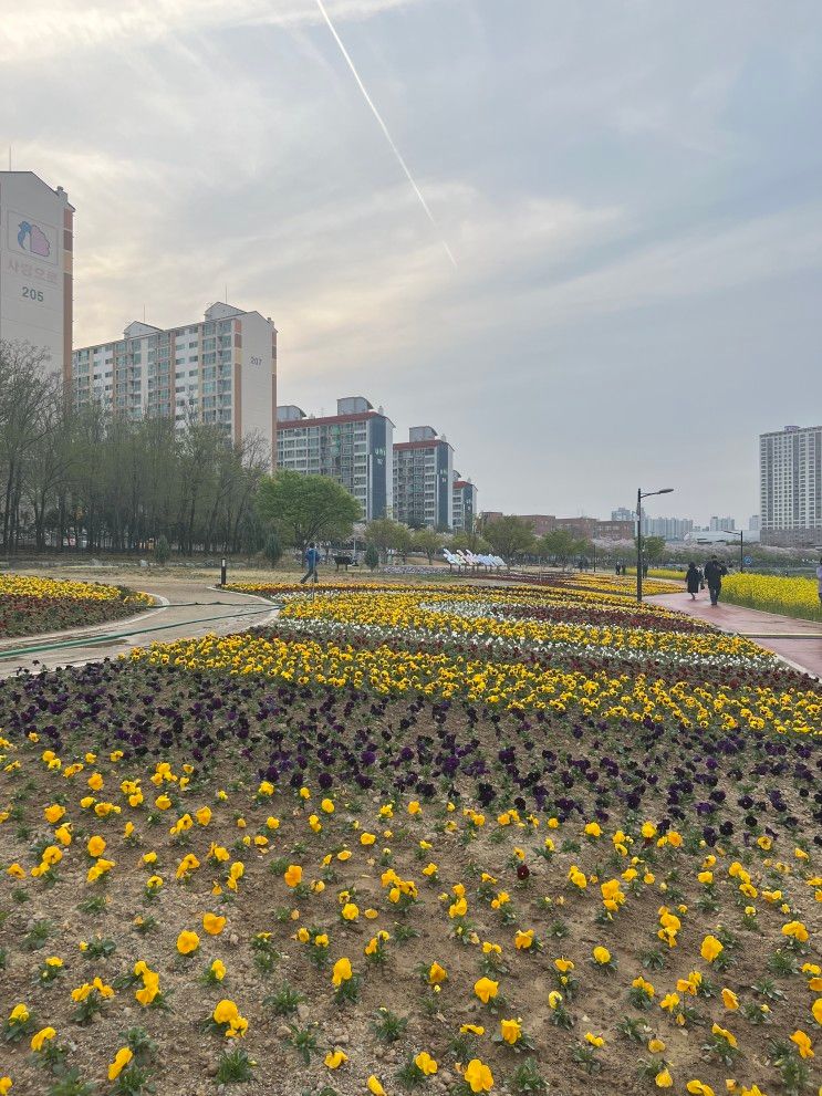 경산 산책하기 좋은 남천 강변