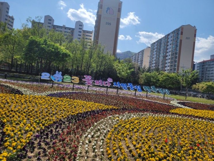 경산가볼만한곳 남천 둔치 유채꽃 여름철 어울림 화단...