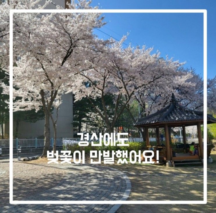 경산남천둔치 , 벚꽃구경 하러 놀러오세유!