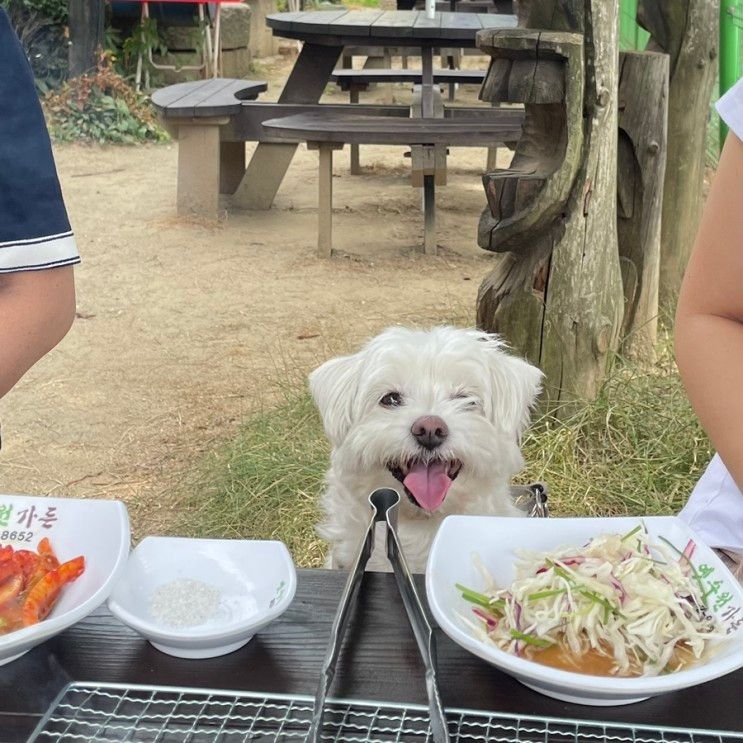 화성 애견동반식당 옛수원가든 :: 한돈이 맛있는 곳