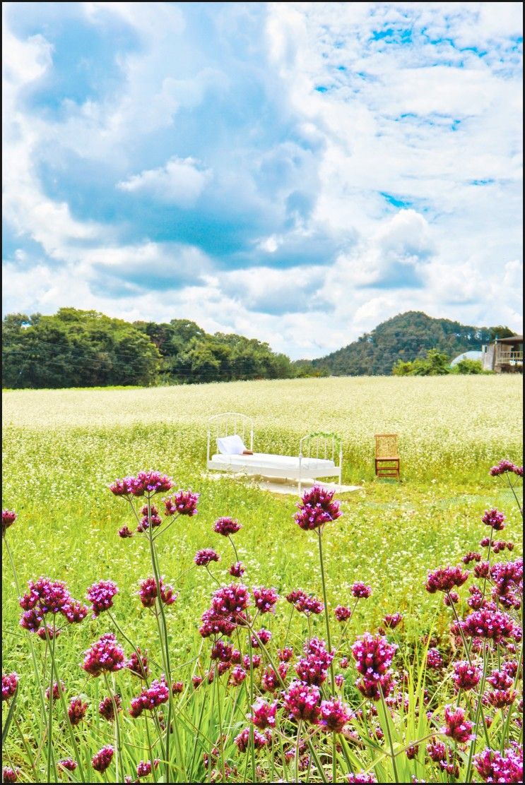 9월 가볼만한곳✨청주 메밀꽃 메밀밭 스테이오힐 천경대 옥화대