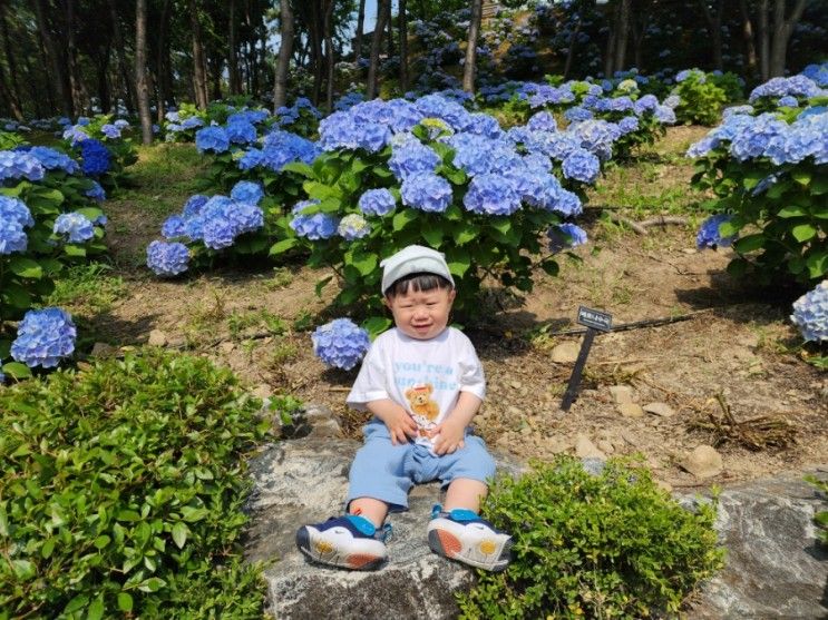 [울산 / 남구] 벌써 "장생포고래문화마을수국정원"에는 수국이...