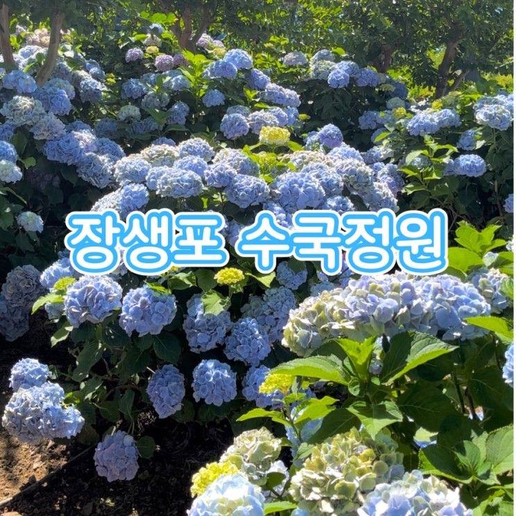 [울산]수국 막차타기_장생포 고래문화마을 수국정원