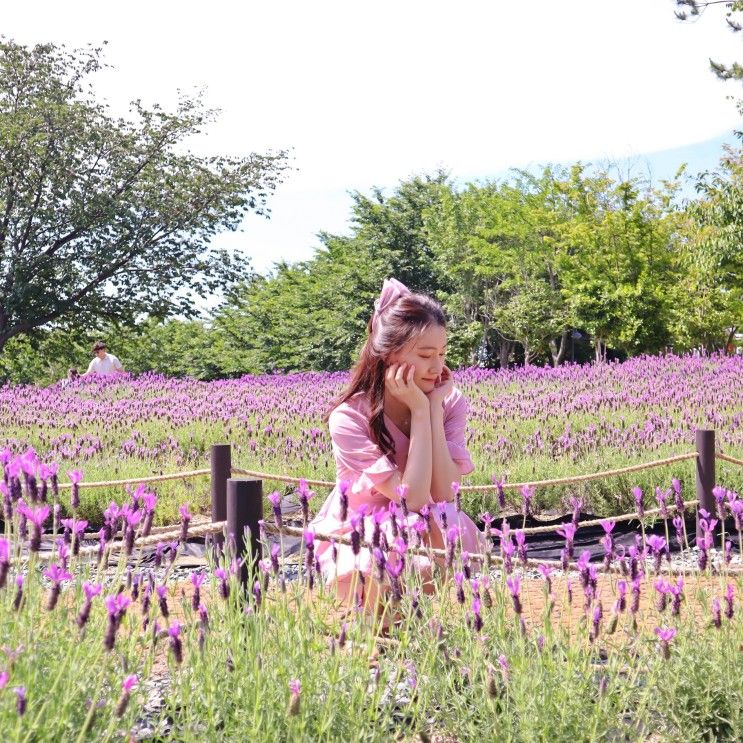 울산 장생포 수국축제 고래문화마을 라벤더 정원
