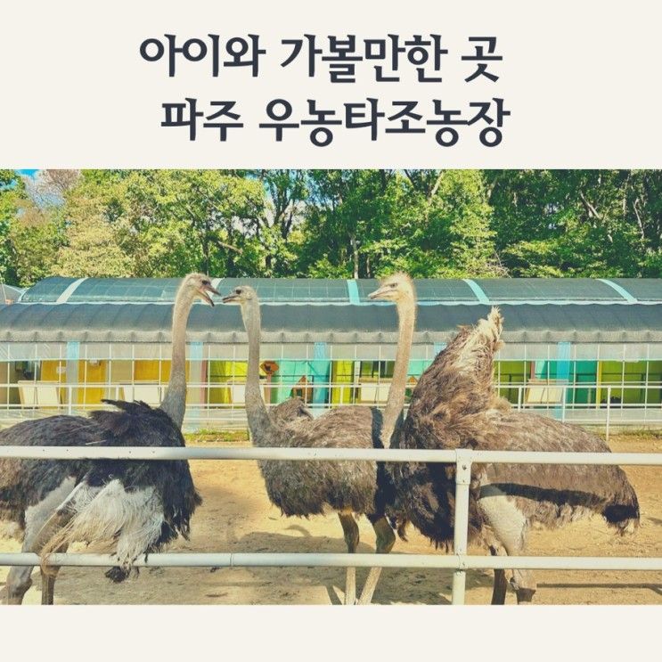 서울근교 파주 아이와가볼만한곳 우농타조농장(할인정보)